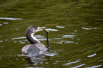 Pied Shag, Wellington region in New Zealand
