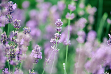 lavender flowers on the field close-up. floral aromatherapy. natural green background, selective focus, copy space