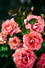 coral-colored rose flowers on a blurred dark green background. moody floral, selective focus