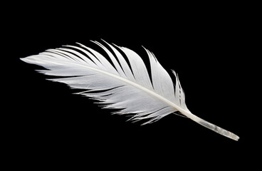 White feather on black background