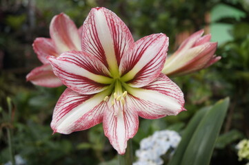 pink lily flower