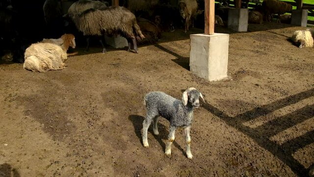 Sheep on a flock farm. Selective focus.