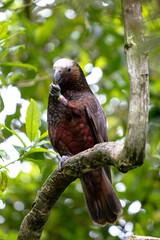 North Island Kaka perched in a tree