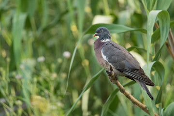 Obraz premium paloma torcaz posada sobre una caña con fondo verde (Columba palumbus)