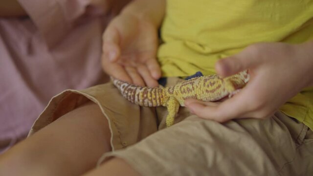 A woman and her little son visit a cafe with exotic animals. Cafe where you can contact with animals. They touch a lizard