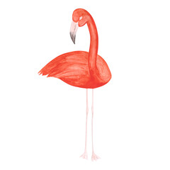 Watercolor flamingo isolated on a white background. Hand-drawn pink tropical bird clipart. Cute illustration of an exotic animal for your design. Colorful flamingo on one leg. Beautiful print.