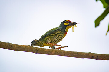 Bird : Bee-eater