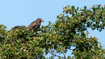 bird, natur, wild lebende tiere, tier, baum, schnabel,