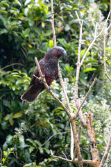 North Island Kaka perched in a tree