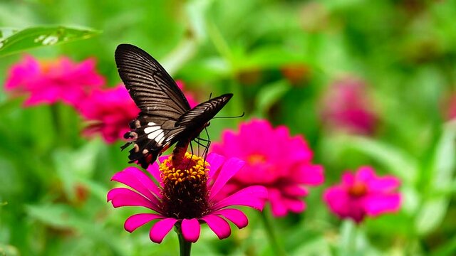 HD 1080p super slow Byasa adamsoni adamsoni (Grose-Smith, 1886) : Adamson&rsquo;s Rosethai butterfly in pasture flowers Insect outdoor nature green backgound