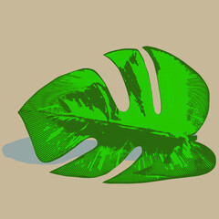 leaves with seed pod isolated on cartoon palm leaf