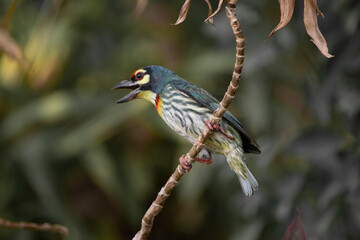 Bird : Bee-eater