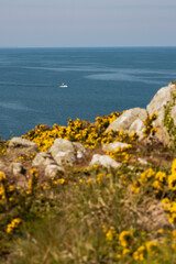 fleurs jaunes au premier plan et bateau de pêche de la pointe du groin en France

