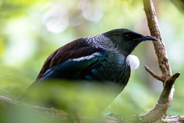 New Zealand Tui perched in a tree surveying its land