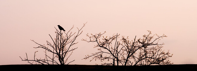 crow and trees panoramic