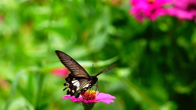 HD 1080p super slow Byasa adamsoni adamsoni (Grose-Smith, 1886) : Adamson&rsquo;s Rosethai butterfly in pasture flowers Insect outdoor nature green backgound
