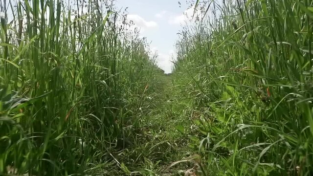 Pov thickets of grass, in a field or meadow in nature slow motion. View of a crawling animal, cat or snake through the grass. Scampering through grass trail POV point of view