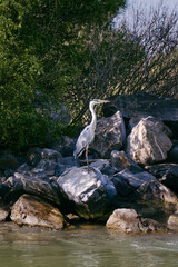 Danube Delta Heron, low-resolution crop.