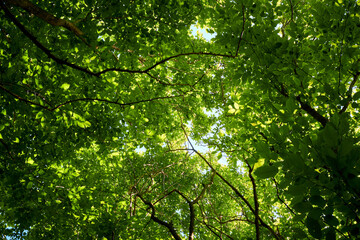 Foliage, trees, branches