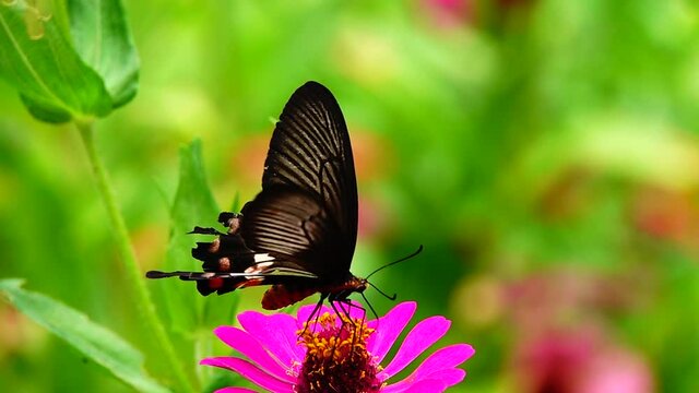 HD 1080p super slow Byasa adamsoni adamsoni (Grose-Smith, 1886) : Adamson&rsquo;s Rosethai butterfly in pasture flowers Insect outdoor nature green backgound