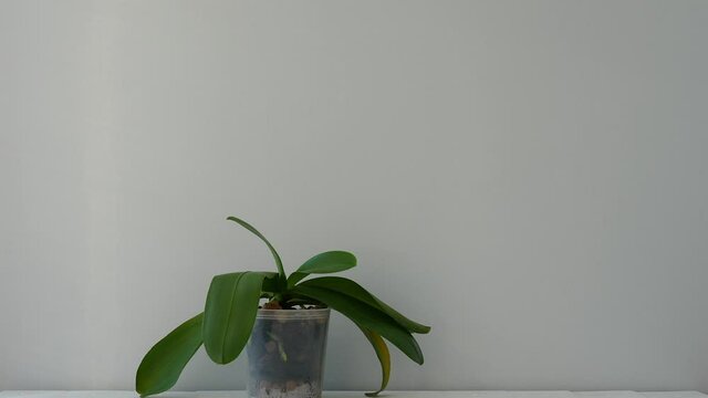 Closeup view 4k stock video footage of 2 home orchids. One orchid old and without blossom, another blooming with many fresh beautiful white flowers. Two Phalaenopsis standing near grey wall indoors
