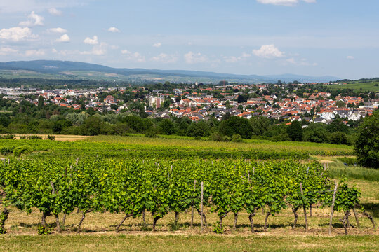 Ingelheim Bilder Durchsuchen 1,044 Archivfotos, und