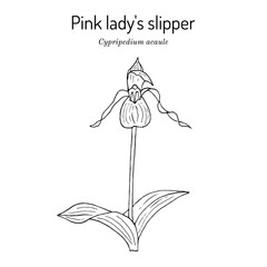 Pink or stemless ladys-slipper Cypripedium acaule , state wild flower of New Hampshire