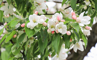 Natural green background with place for text and white pink flowers of apple tree