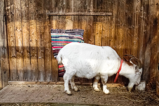 Eine weiße Ziege leckt an einem Leckstein vor einem hölzernen Stall mit buntem Flickenteppich. Salzstein für Ziegen. Südamerikanische Tierhaltung mit Hippieteppich und rotem Halsband und Ziegenbart.