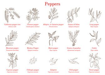 Set of different peppers