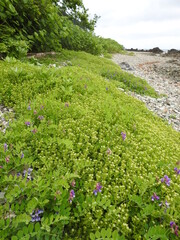 津軽半島ハマハコベとハマエンドウ
