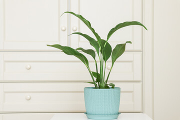 Indoor plant in a blue patterned pot stands on a white pedestal against a cupboard background