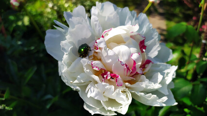 Beetles in a peony flower bud. Green insects sit in the petals of a white peony against the blue sky.