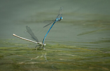 Tandemflug der blauen Federlibelle