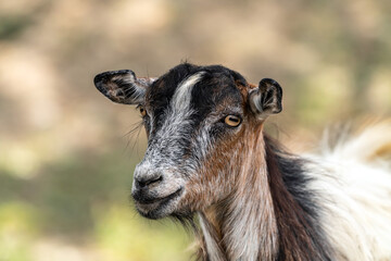 Portrait of a cute young goat