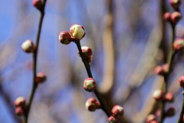 梅の花蕾