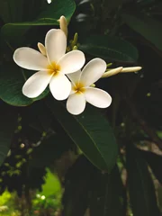 Fototapeten Plumeria obtusa, the Singapore graveyard flower, is a species of the genus Plumeria (Apocynaceae). © Atharv