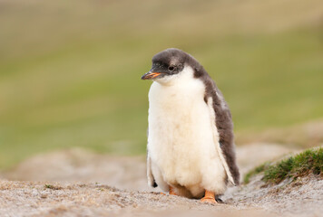 Gentoo penguin chick standing alone