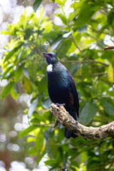 New Zealand Tui perched in a tree surveying its land