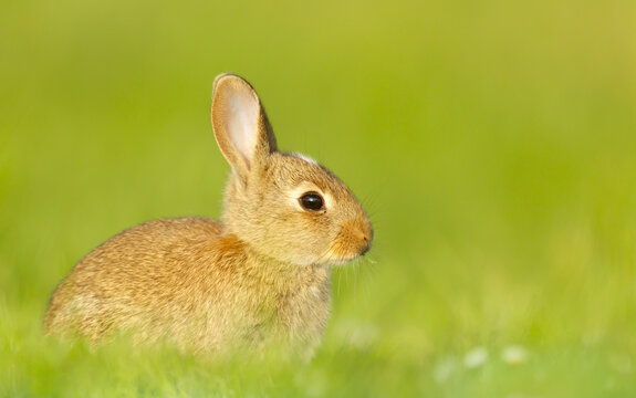 Portrait of a cute little rabbit sitting in meadow