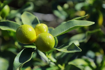 いっぱいの太陽を浴びるキンカン