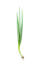 Fresh onion cut on a white background. Clipping path.
