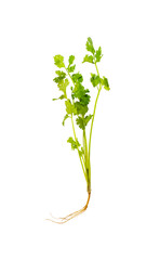 fresh cilantro cut on a white background. Clipping path.
