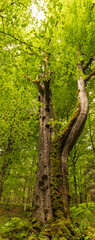 Fototapeta premium tree in the woods