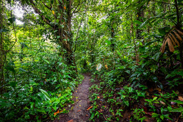 Panama Rainforest. Exotic Landscape. Natural Tropical Forest Atmosphere. Central America. 