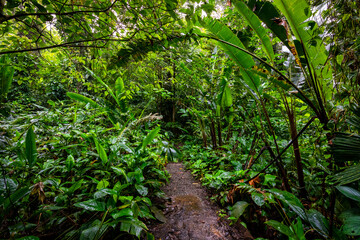 Panama Rainforest. Exotic Landscape. Natural Tropical Forest Atmosphere. Central America. 