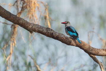 Woodland Kingfisher - Halcyon senegalensis, beautiful collored tree kingfisher from woodlands and forest in Africa south of the Sahara, lake Ziway, Ethiopia.