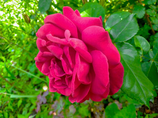 red rose bush