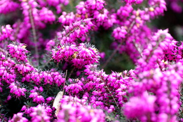 Nahaufnahme von Heidekraut-Blüten in leuchtendem violett