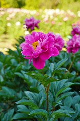 Obraz premium Peony flower on a spring green background - soft focus